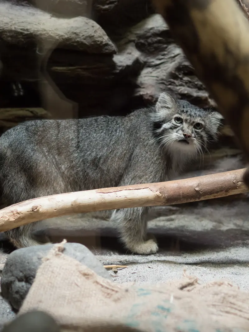 A photograph of Klyon in Ueno Zoological Gardens