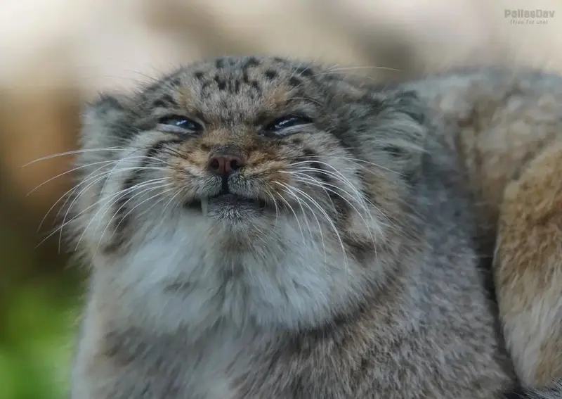 A photograph of a Pallas's cat