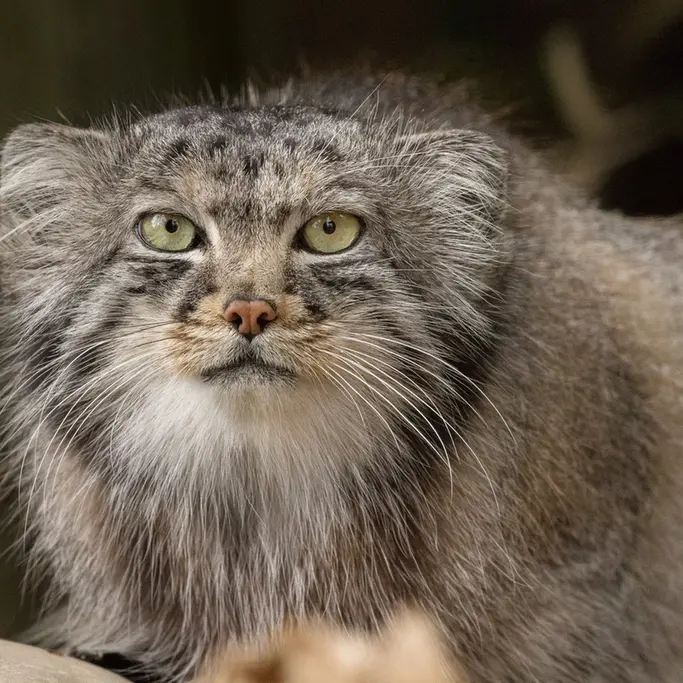 A photograph of Jethro in The Big Cat Sanctuary