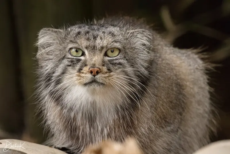 A photograph of Jethro in The Big Cat Sanctuary