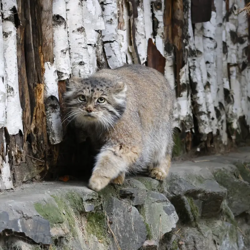 A photograph of Lastochka in Novosibirsk Zoo