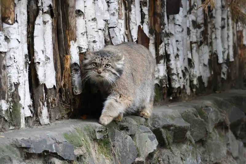 A photograph of Lastochka in Novosibirsk Zoo