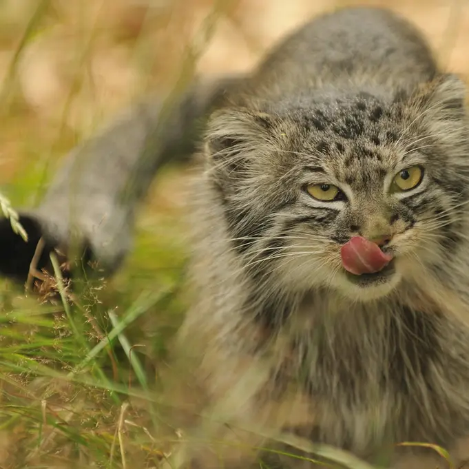A photograph of Tula in The Big Cat Sanctuary