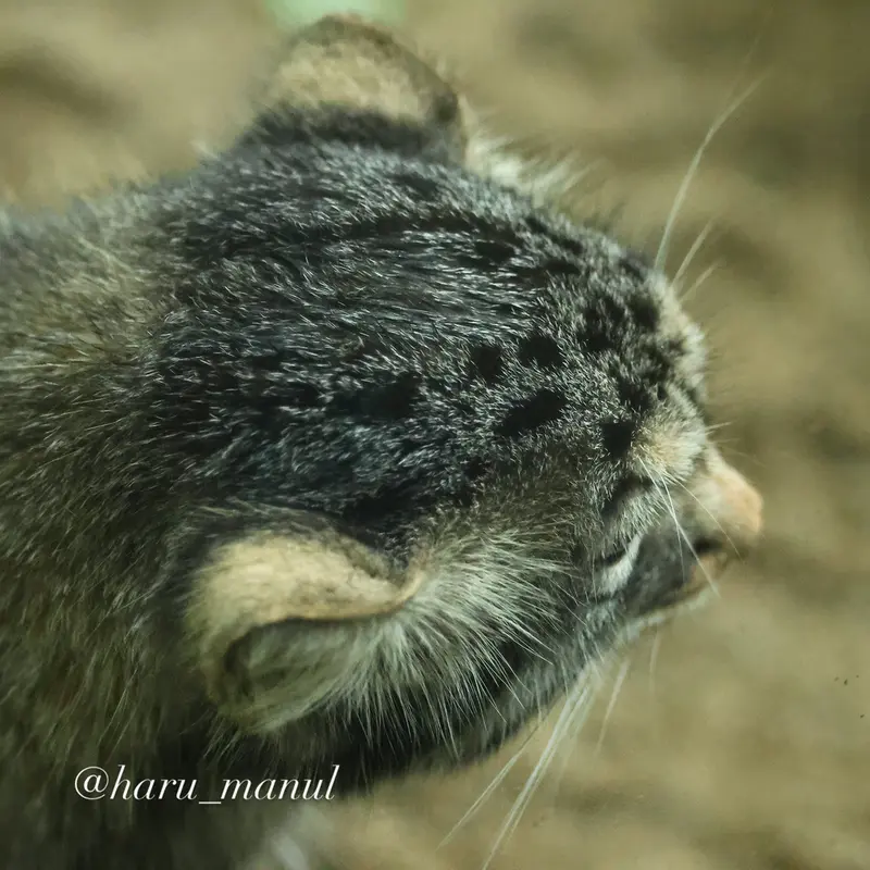 A photograph of Nagomu in Nasu Animal Kingdom