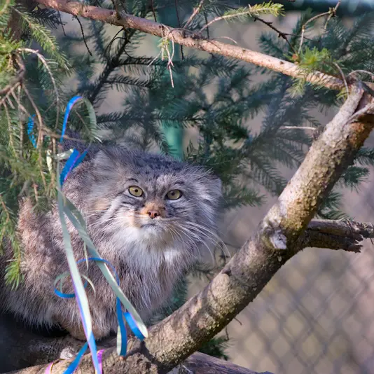A photograph of Stubsi in Hellabrunn zoo
