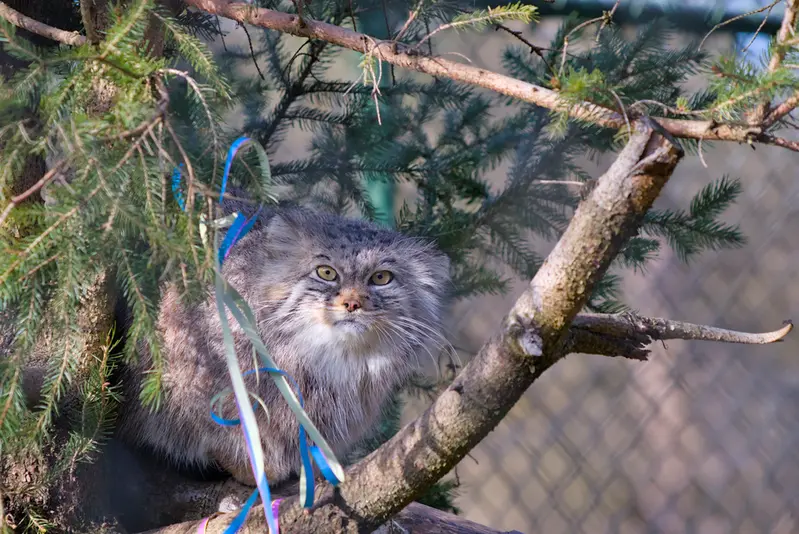 A photograph of Stubsi in Hellabrunn zoo