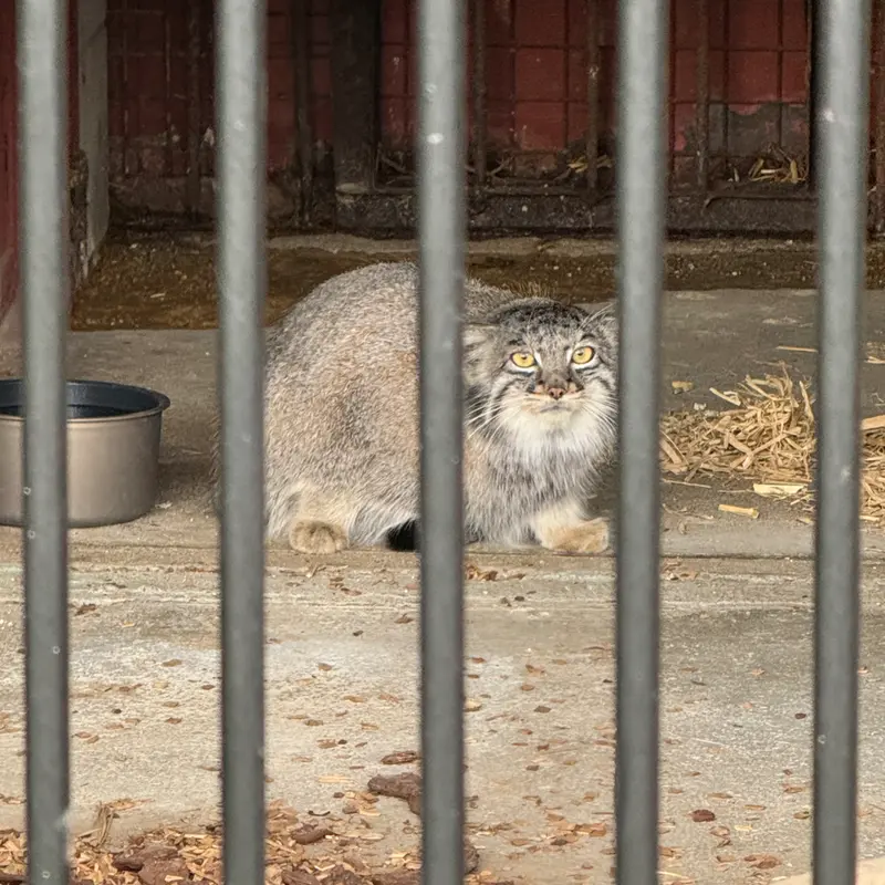 A photograph of Mei in Gokatsuraike Animal Park