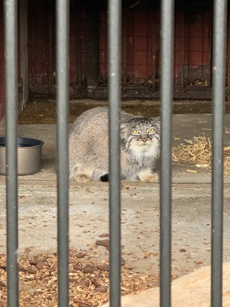 A photograph of Mei in Gokatsuraike Animal Park