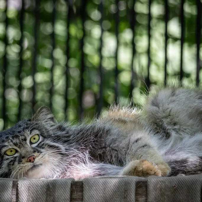 A photograph of Sylvester in Novosibirsk Zoo