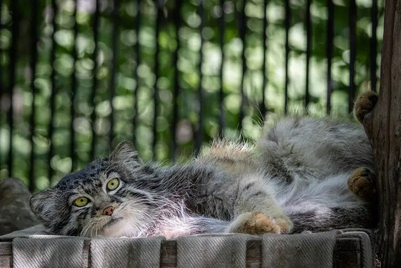A photograph of Sylvester in Novosibirsk Zoo