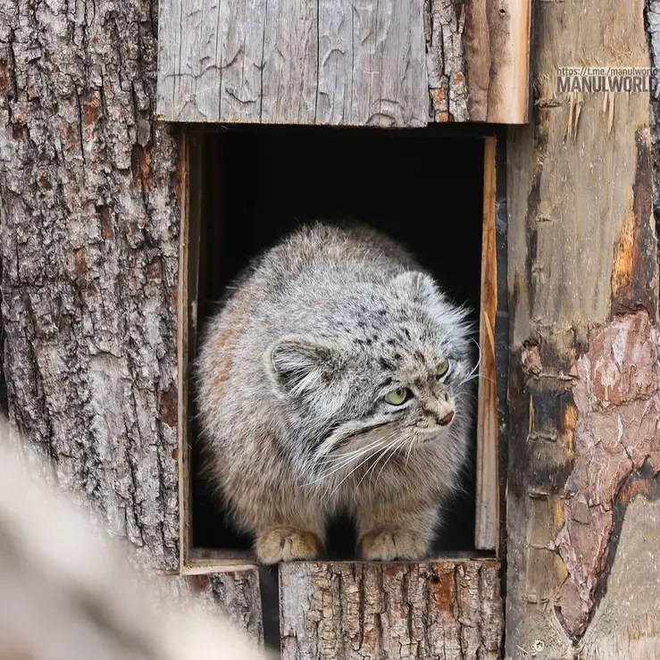 A photograph of Kai in Red River Zoo