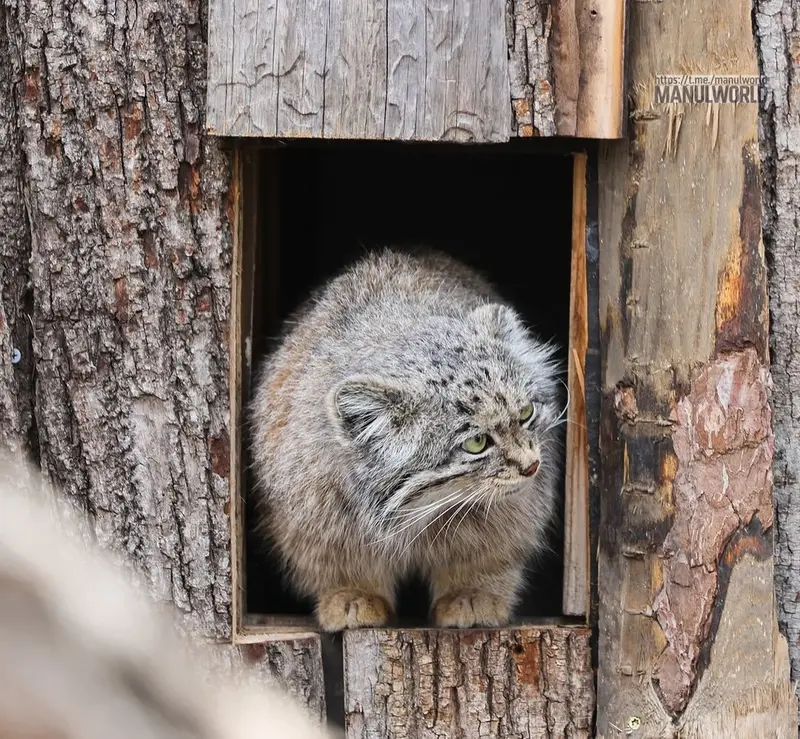A photograph of Kai in Red River Zoo