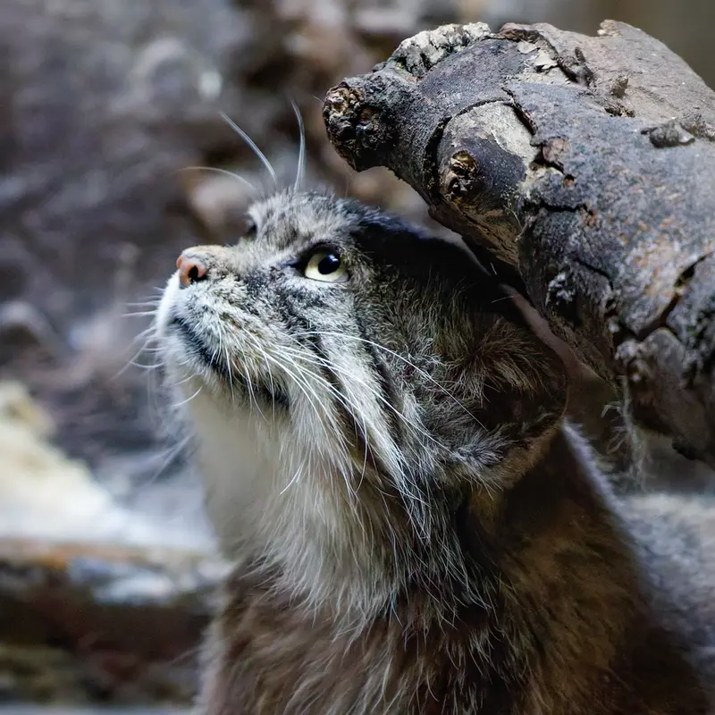 A photograph of Primula in Ueno Zoological Gardens