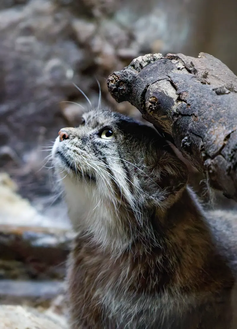 A photograph of Primula in Ueno Zoological Gardens