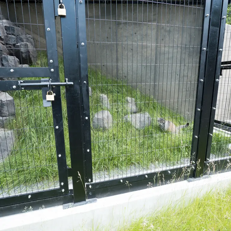 A photograph of Grusha in Asahiyama Zoo