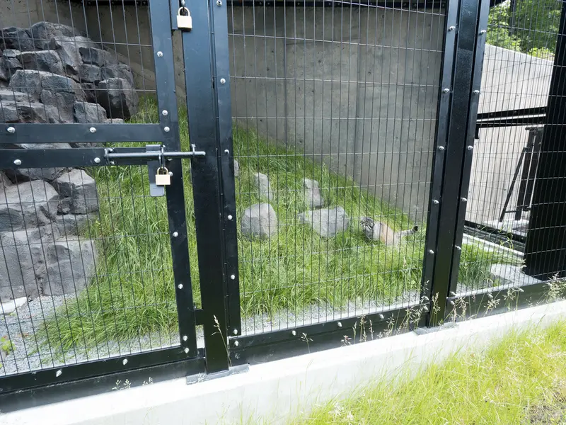 A photograph of Grusha in Asahiyama Zoo