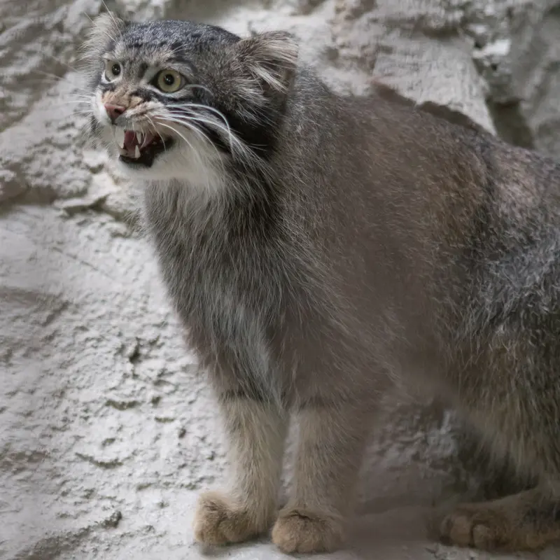 A photograph of Figa in Nogeyama Zoo