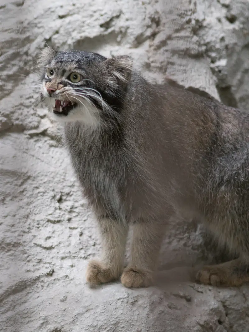A photograph of Figa in Nogeyama Zoo