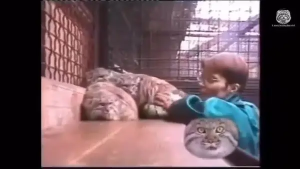 Where is this video from?