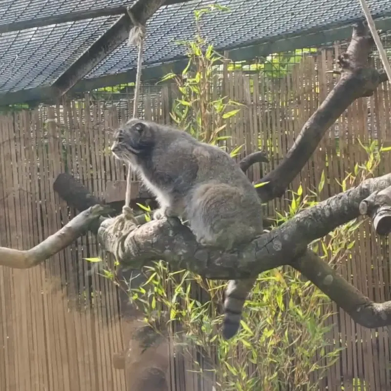 A photograph of Akiko in Edinburgh Zoo