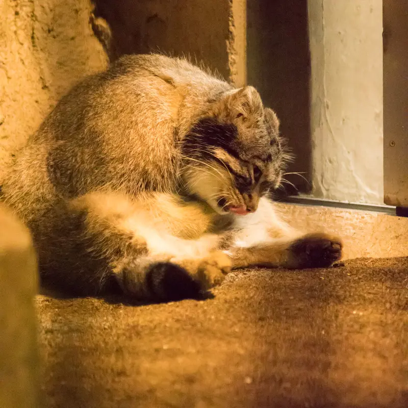 A photograph of Figa in Nogeyama Zoo