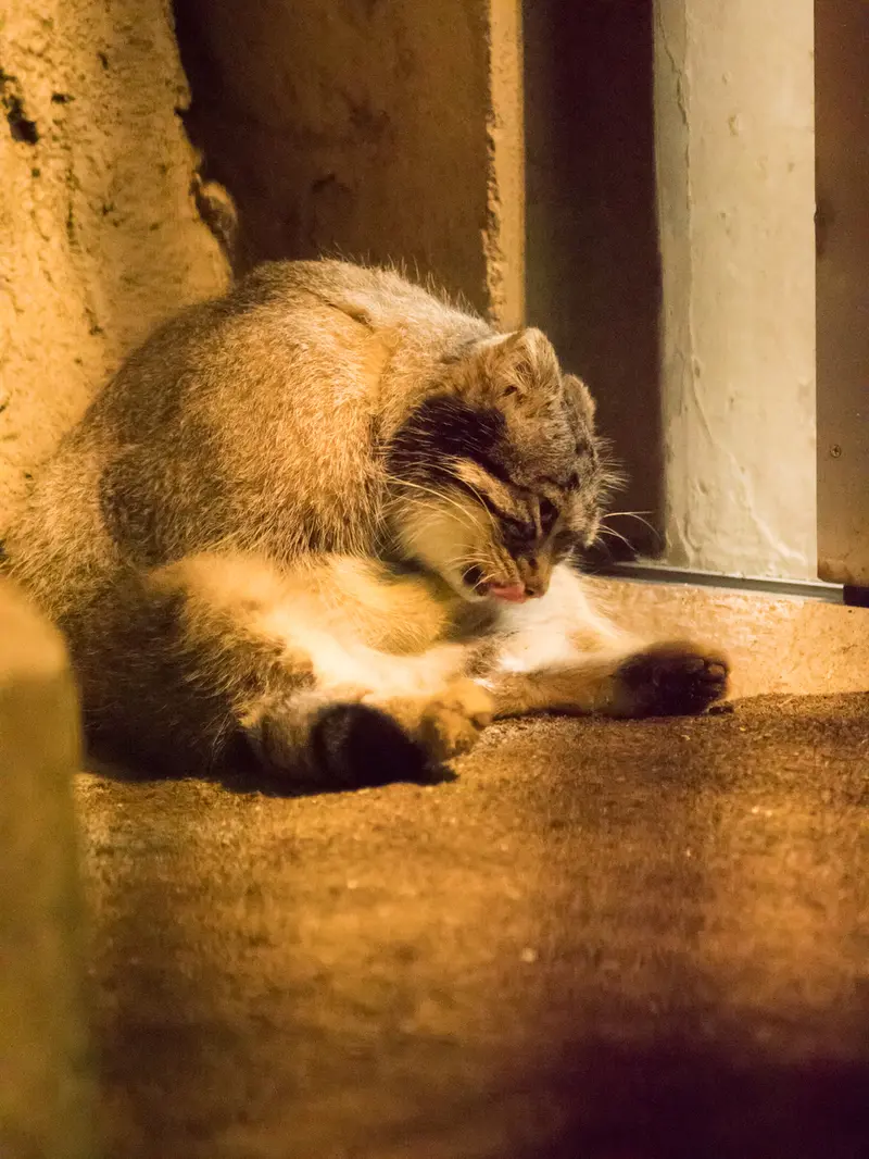 A photograph of Figa in Nogeyama Zoo