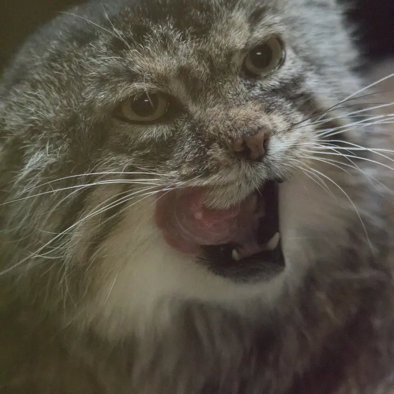 A photograph of Primula in Ueno Zoological Gardens
