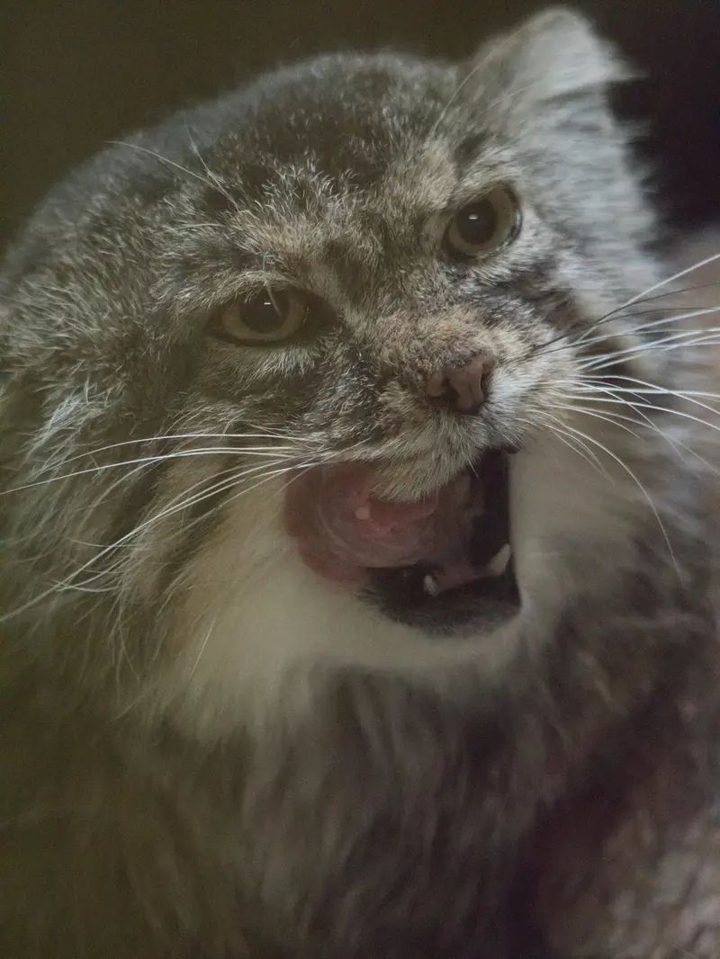 A photograph of Primula in Ueno Zoological Gardens