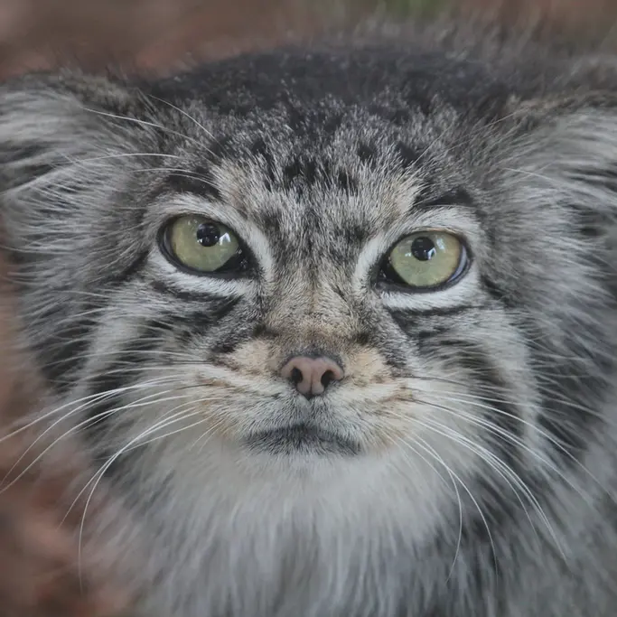 A photograph of Nadia in Cheyenne Mountain Zoo