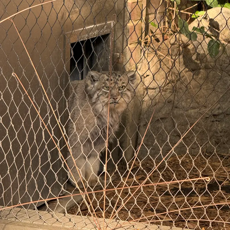A photograph of Batu in Prospect Park Zoo