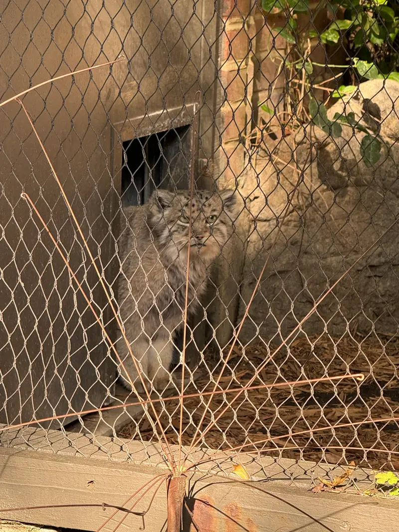 A photograph of Batu in Prospect Park Zoo