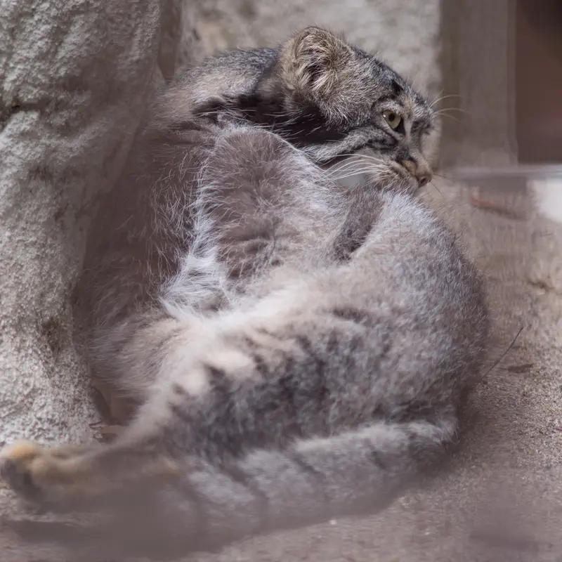 A photograph of Figa in Nogeyama Zoo