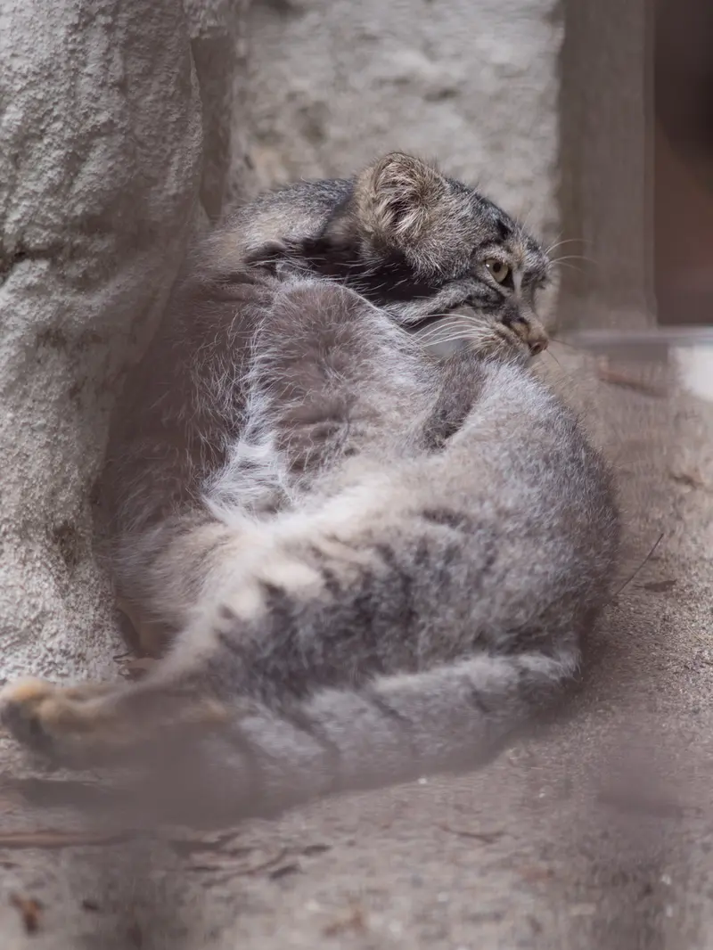 A photograph of Figa in Nogeyama Zoo