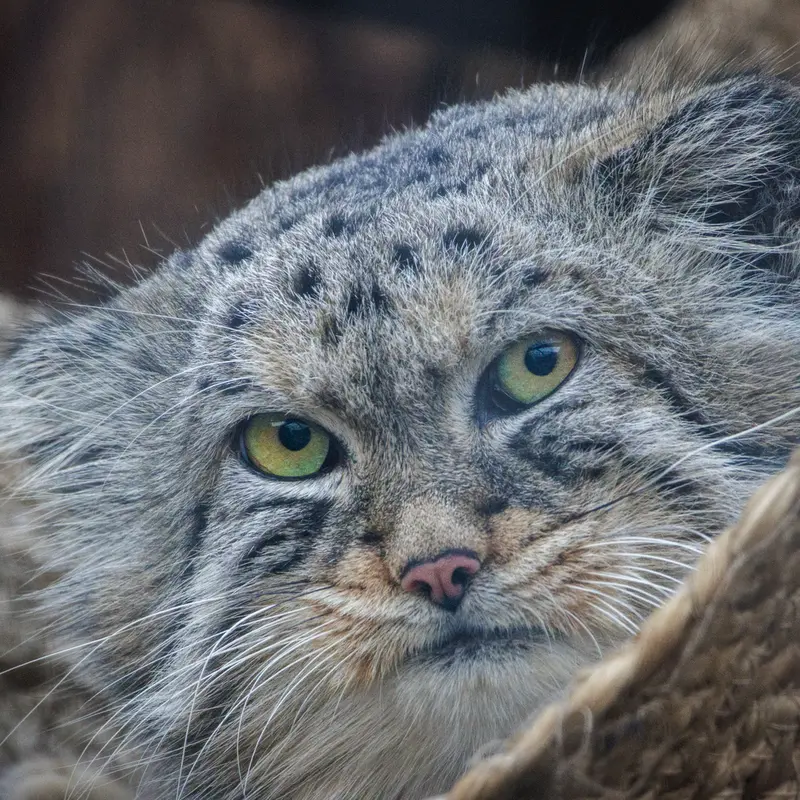 A photograph of Shu in Leningrad zoo