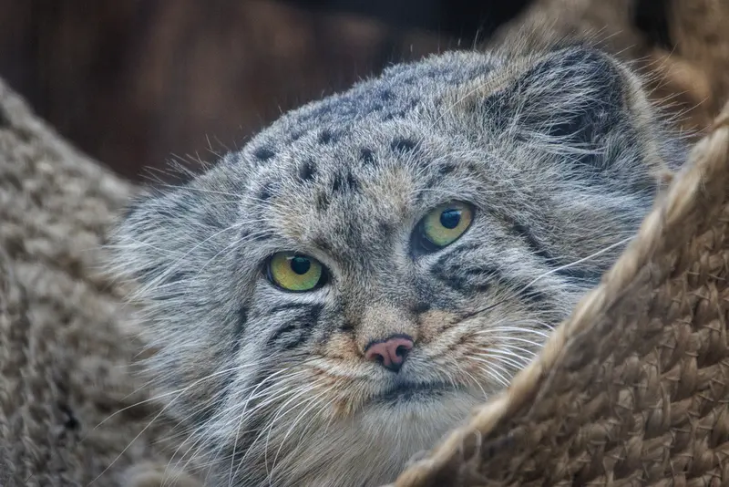 A photograph of Shu in Leningrad zoo