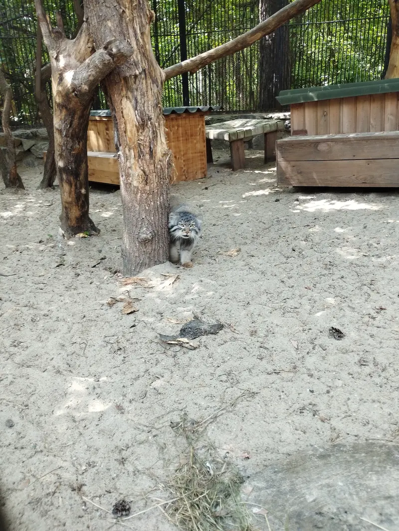 A photograph of a Pallas's cat in Novosibirsk Zoo
