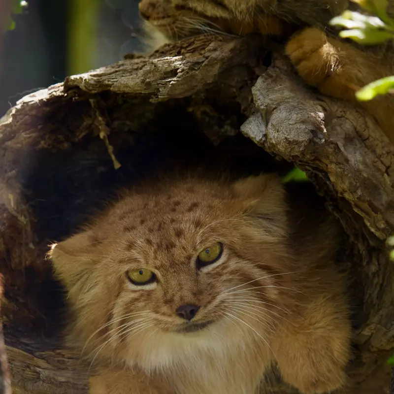 A photograph of Manó and Nanó in Yerevan Zoo