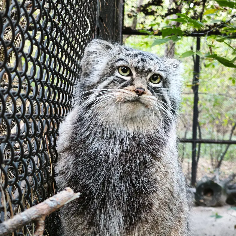 A photograph of Zosya in Novosibirsk Zoo