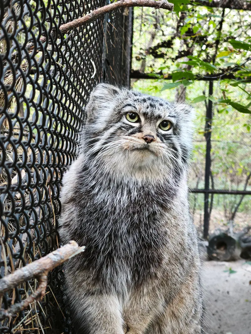 A photograph of Zosya in Novosibirsk Zoo