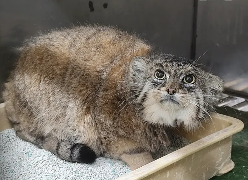 Primula is still not available to see at Ueno Zoo due to treatment (oct 4 news)