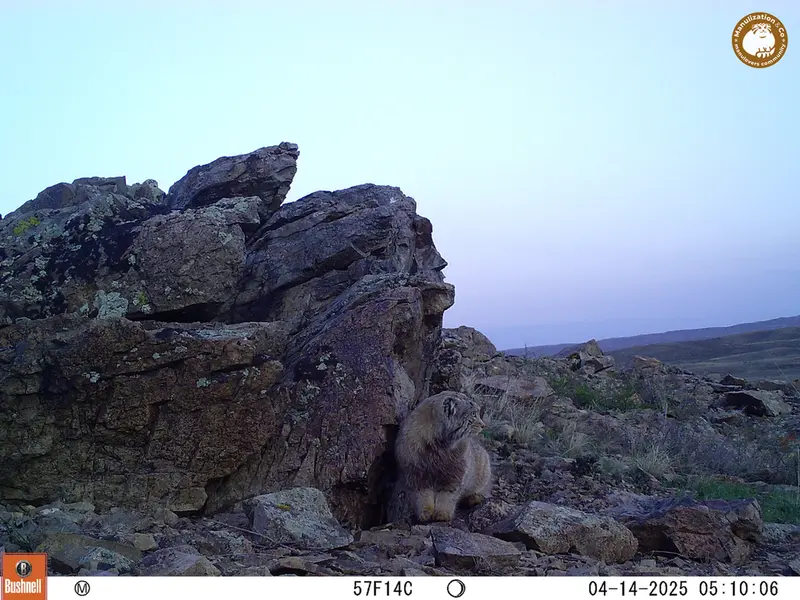 A photograph of Otocolobus manul manul from Karashoky camera trap