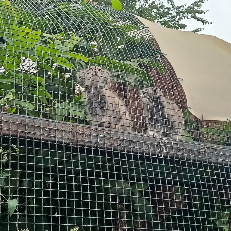 A photograph of a Pallas's cat in Leningrad zoo