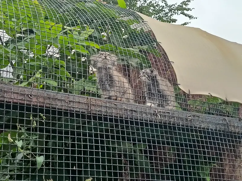 A photograph of a Pallas's cat in Leningrad zoo