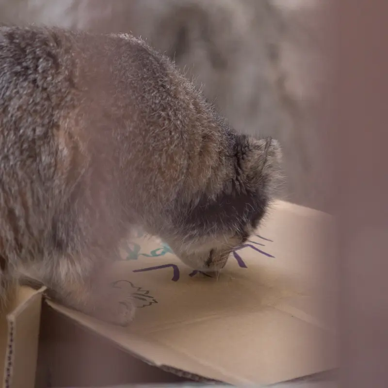 A photograph of Figa in Nogeyama Zoo