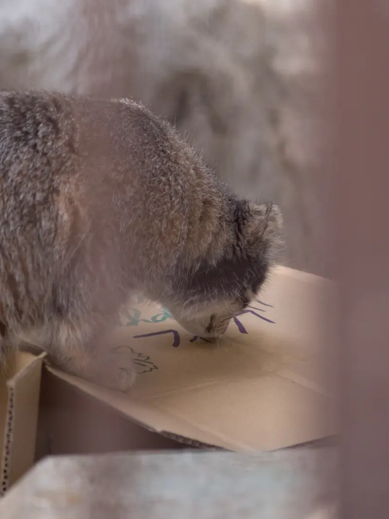 A photograph of Figa in Nogeyama Zoo