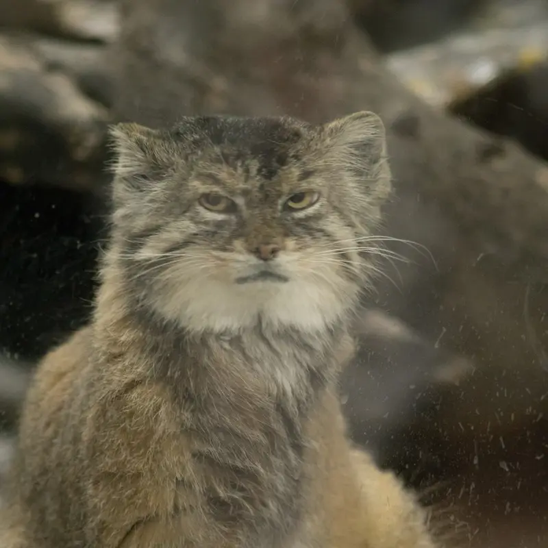 A photograph of Primula in Ueno Zoological Gardens
