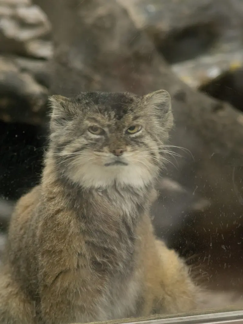 A photograph of Primula in Ueno Zoological Gardens