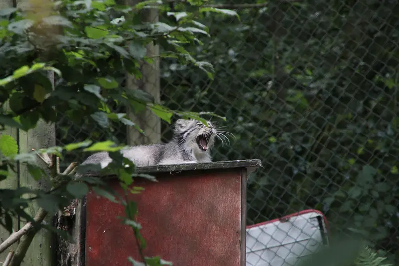 Opel Zoo. Fay’s mystery is solved!