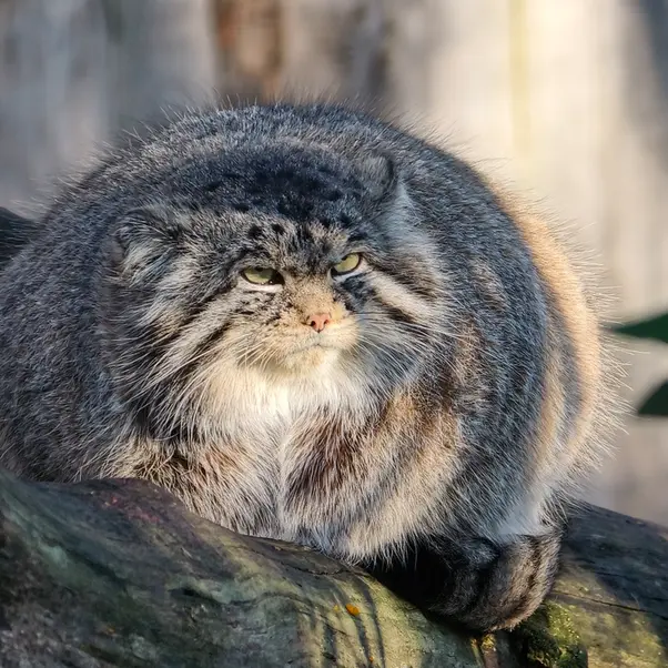 A photograph of Chengdu in Tierpark Berlin