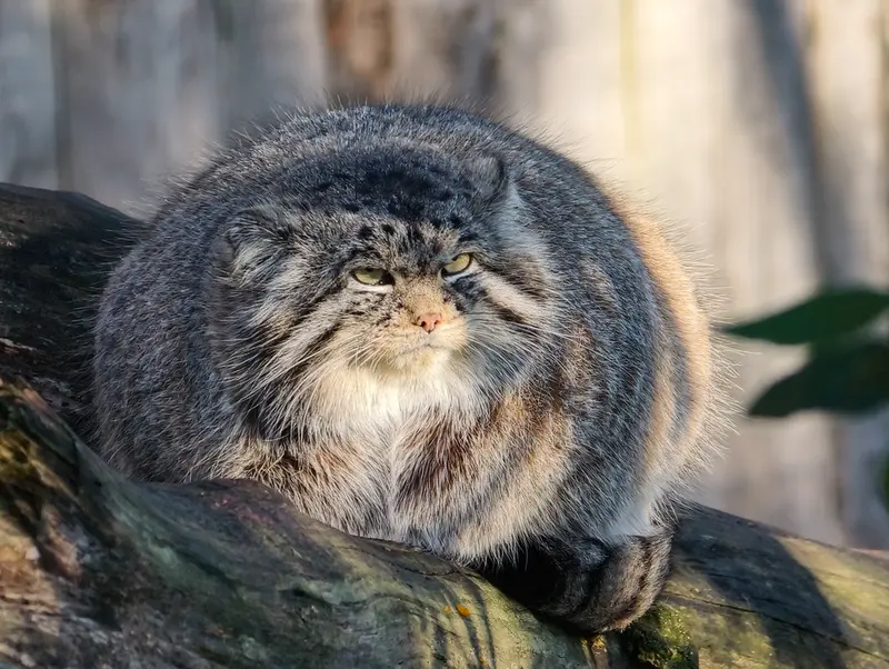 A photograph of Chengdu in Tierpark Berlin